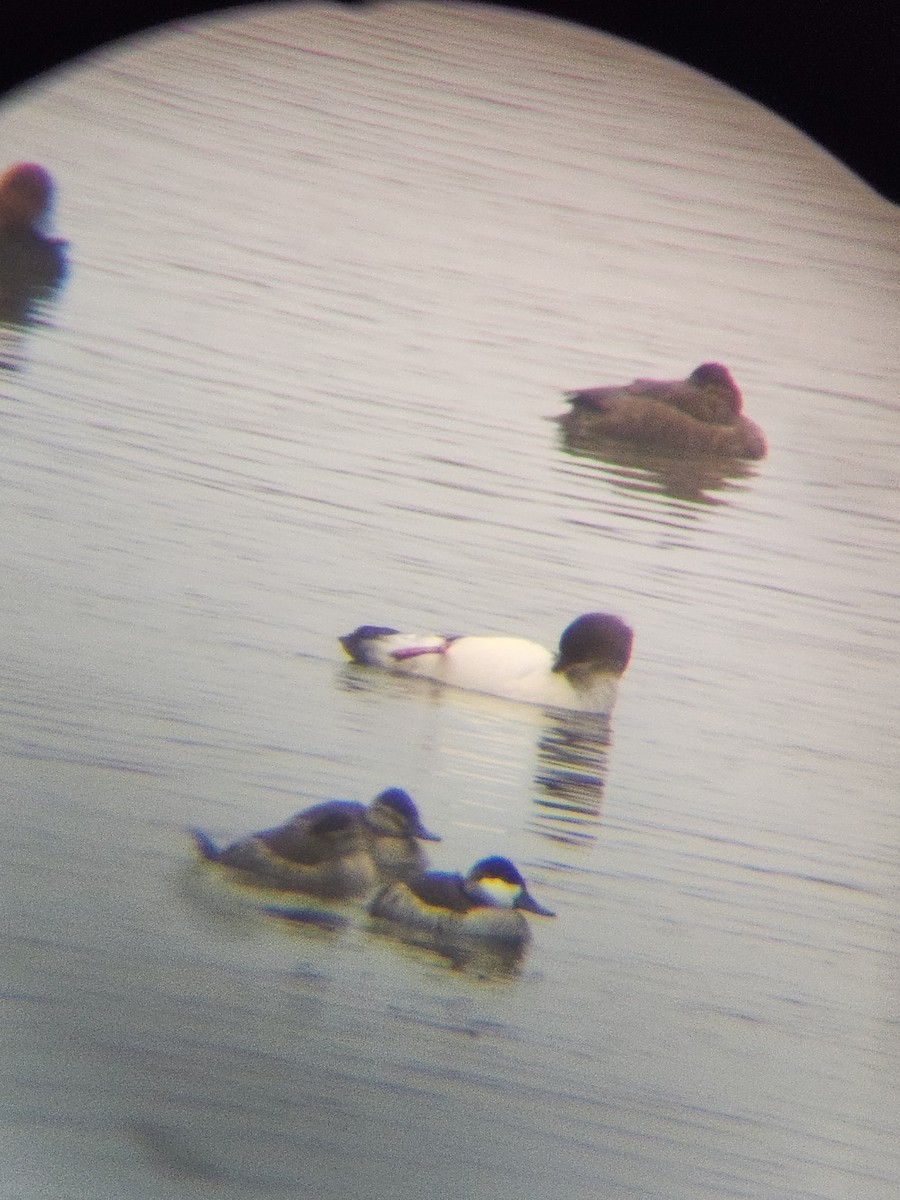 Американская савка - ML646567184