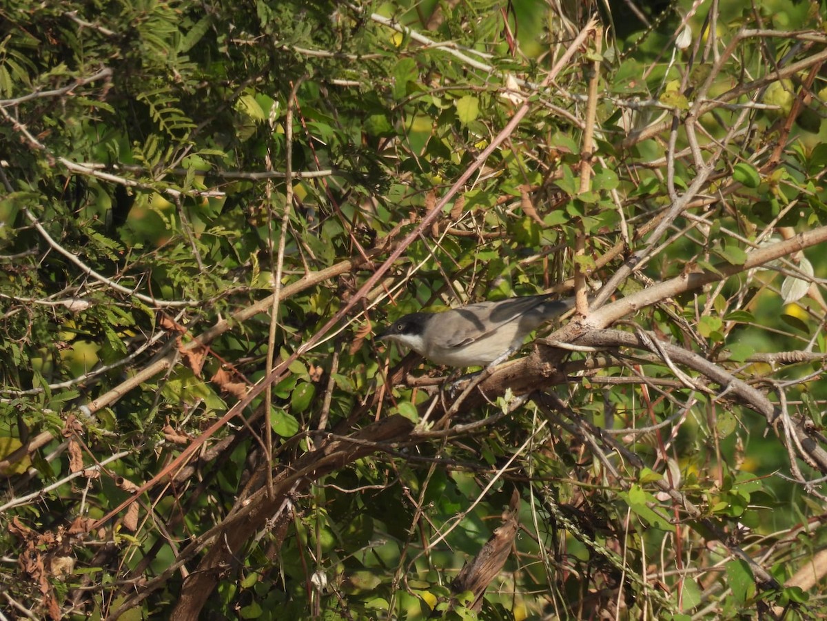 Fauvette orphéane - ML646567185
