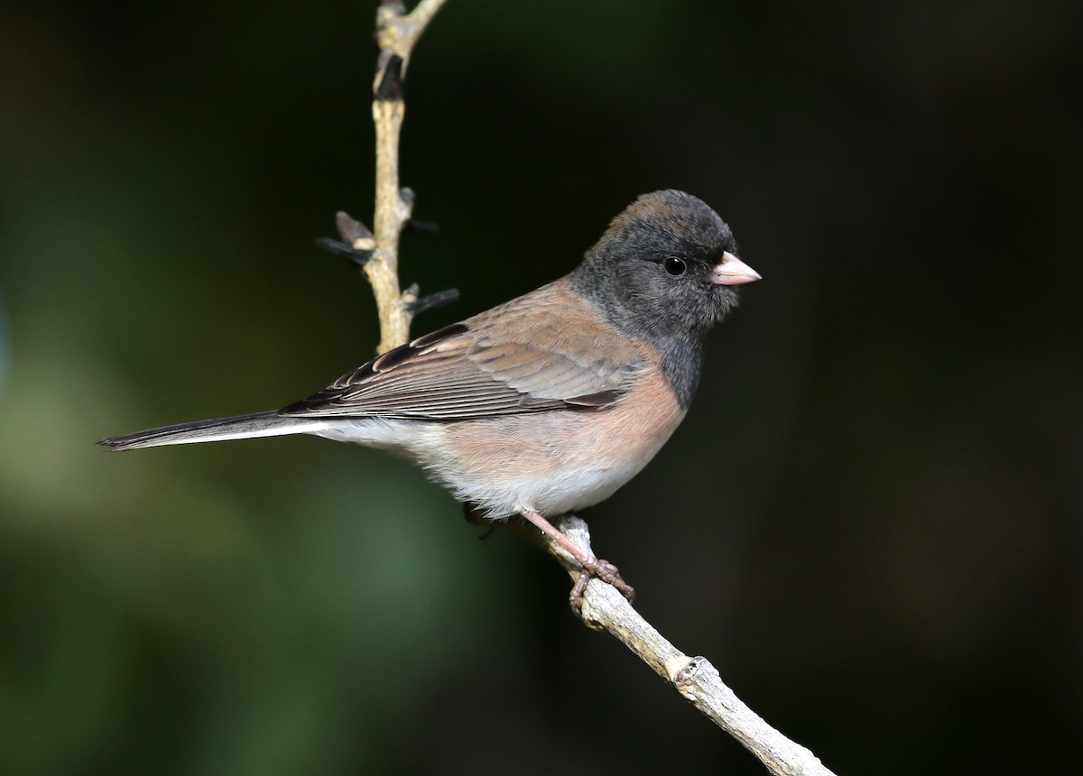 strnadec zimní [skupina oreganus] - ML646567186