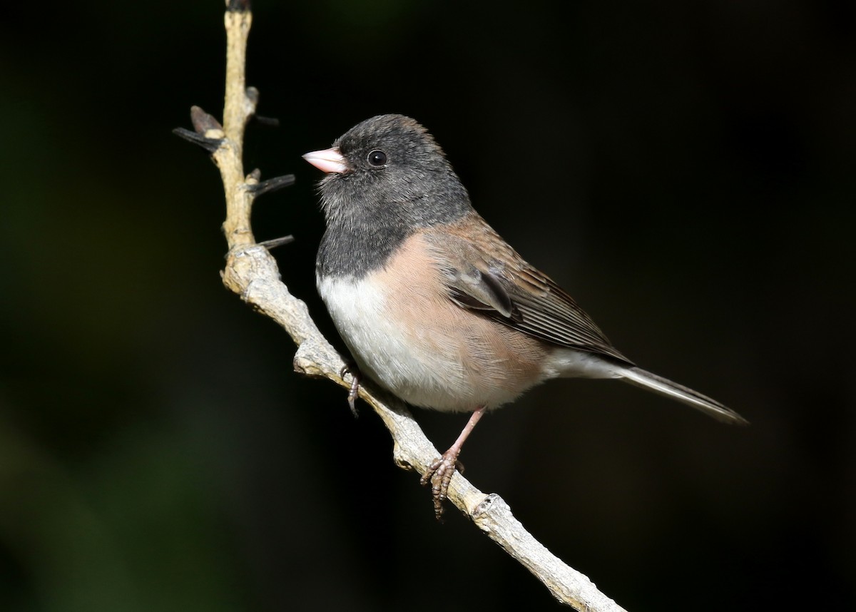 strnadec zimní [skupina oreganus] - ML646567187