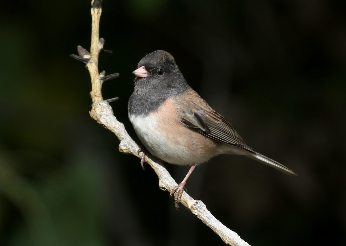 strnadec zimní [skupina oreganus] - ML646567188