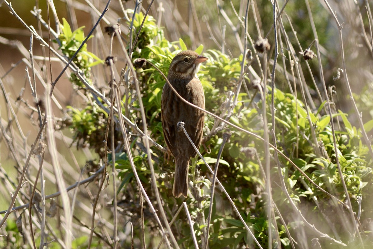 Savannah Serçesi (rostratus/atratus) - ML646567189
