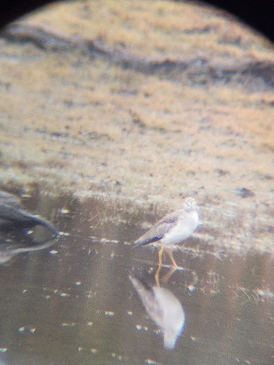 Greater Yellowlegs - ML646567190