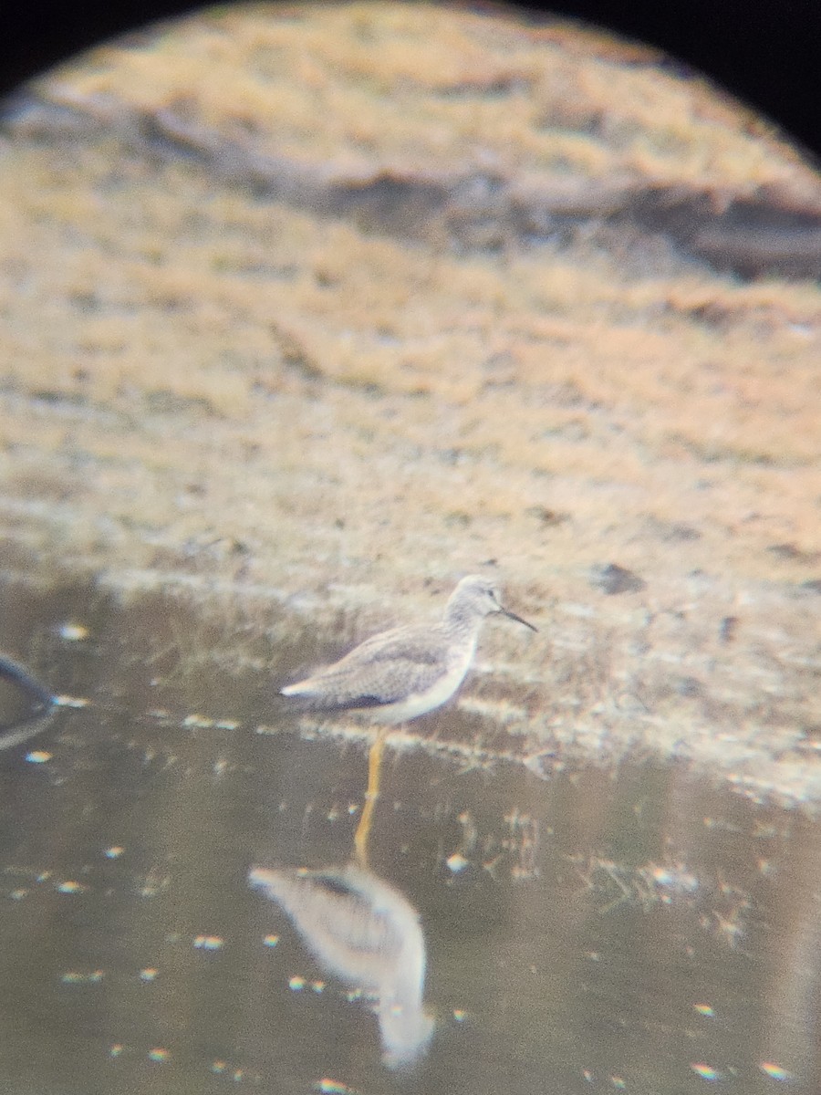 Greater Yellowlegs - ML646567191