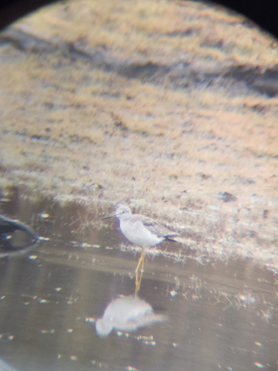 Greater Yellowlegs - ML646567192