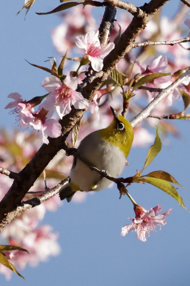 Anteojitos Oriental - ML646567193