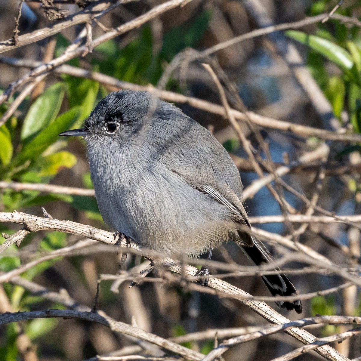California Gnatcatcher - ML646567194