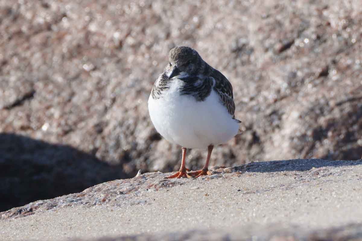 Ruddy Turnstone - ML646567198