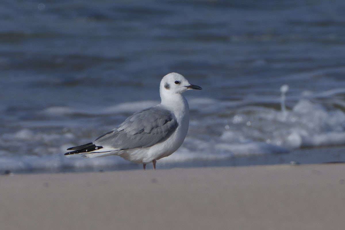 Küçük Karabaş Martı - ML646567200