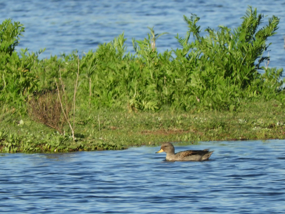 Yellow-billed Teal - ML646567201