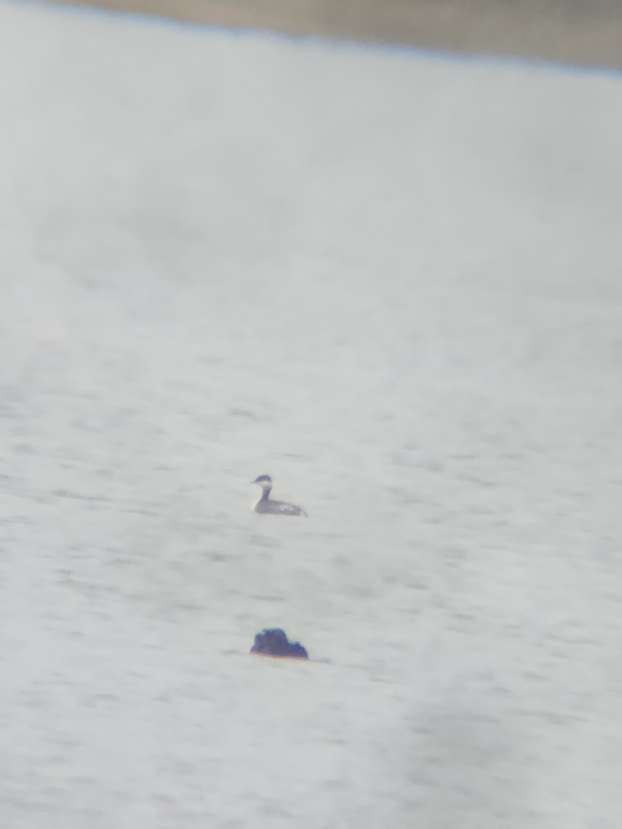 Kulaklı Batağan - ML646567202