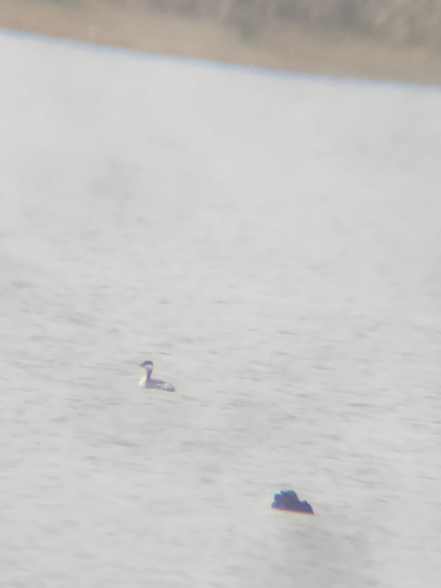 Kulaklı Batağan - ML646567203