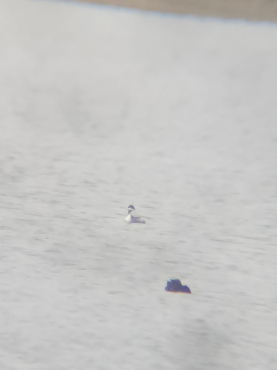 Kulaklı Batağan - ML646567205