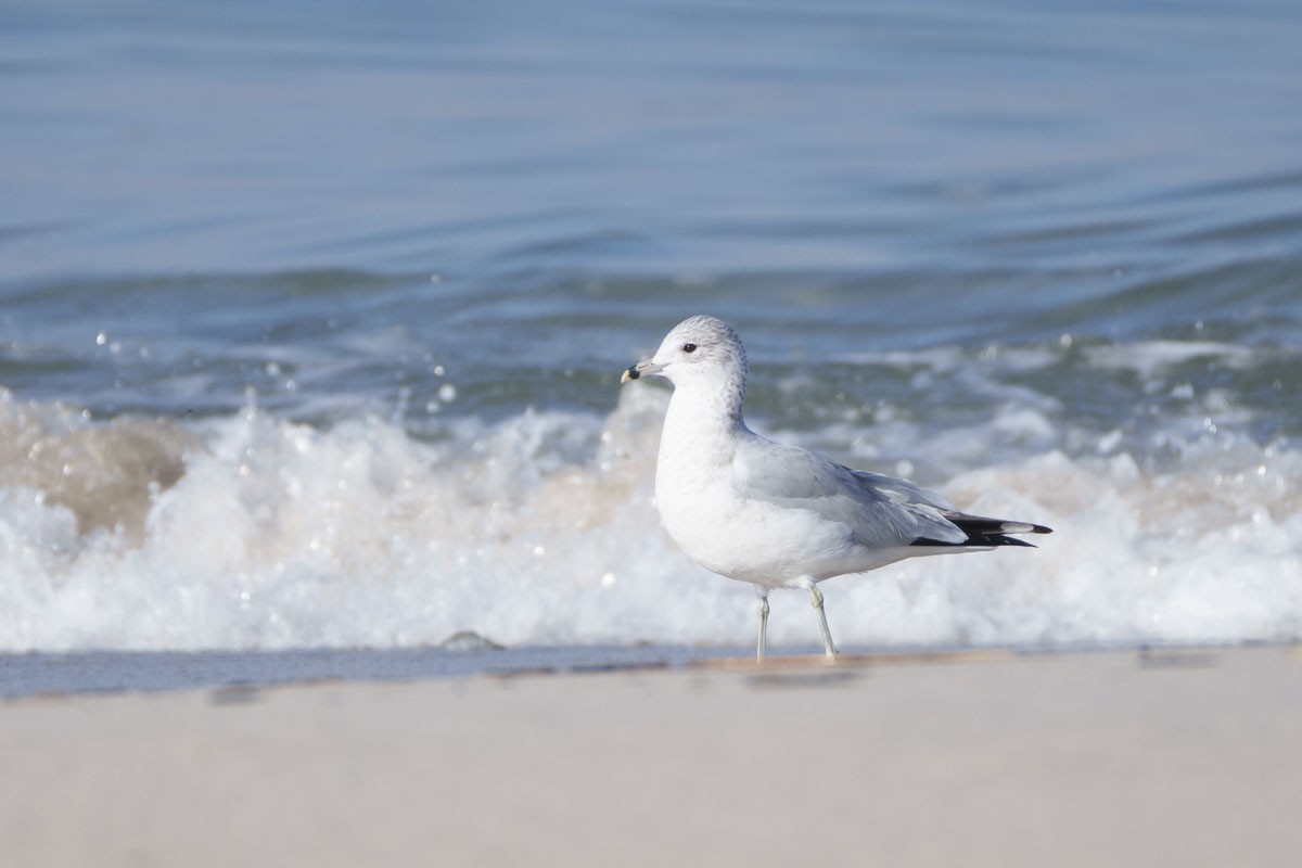 Halkalı Martı - ML646567208