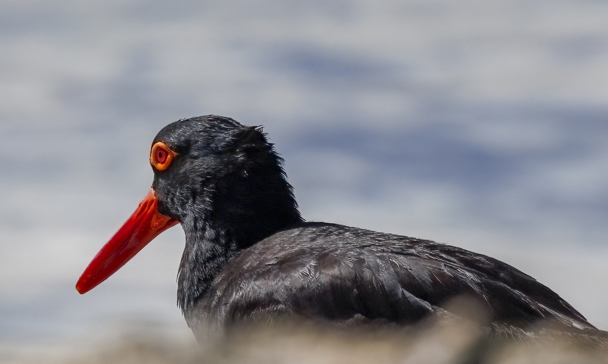 Avustralya Kara Poyrazkuşu - ML646567209