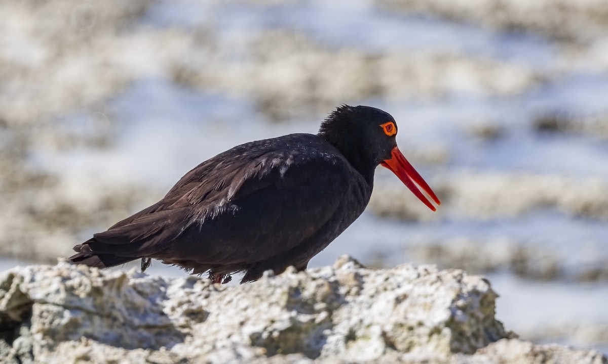 Avustralya Kara Poyrazkuşu - ML646567210