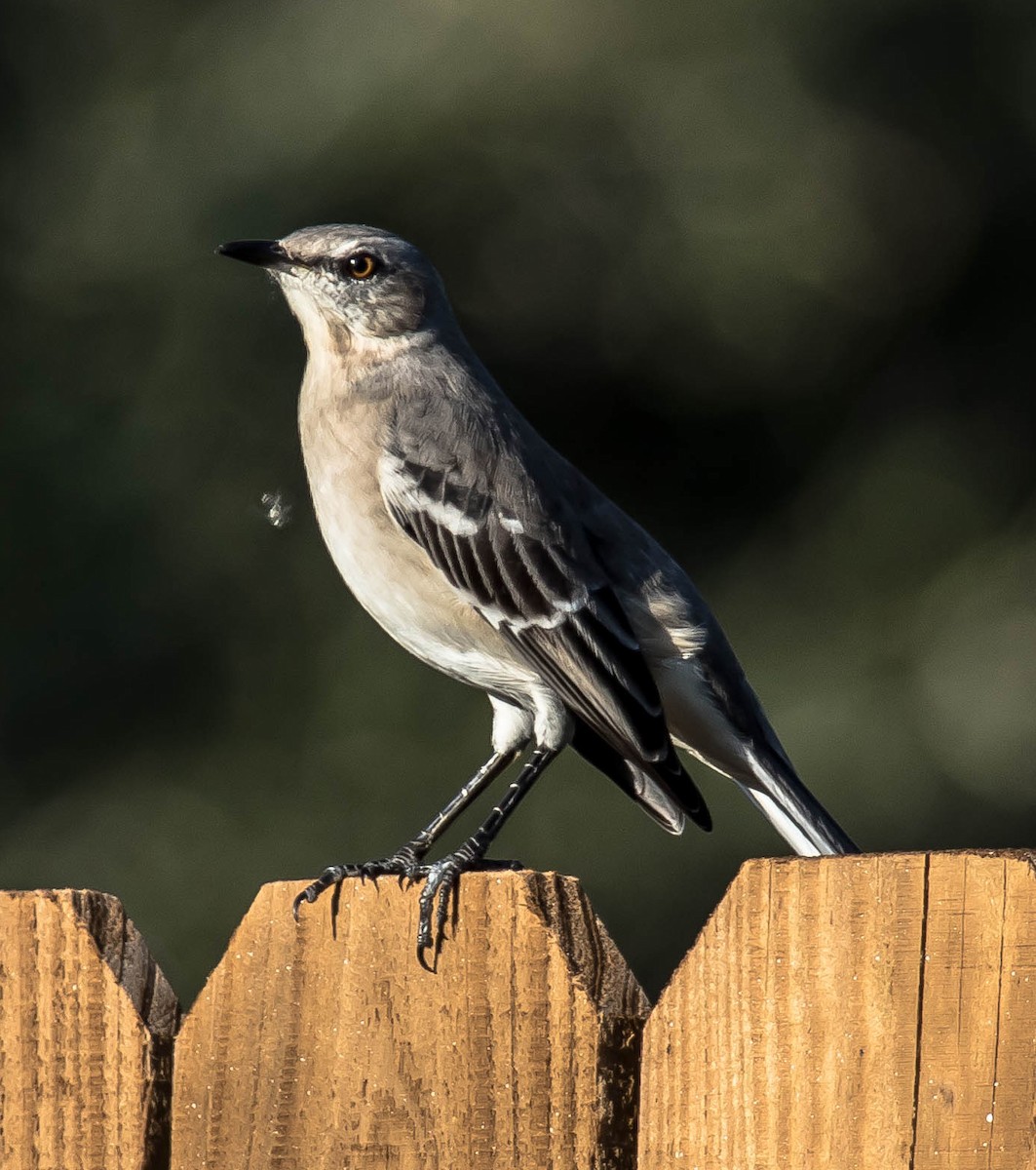 Kuzeyli Taklitçi - ML646567212