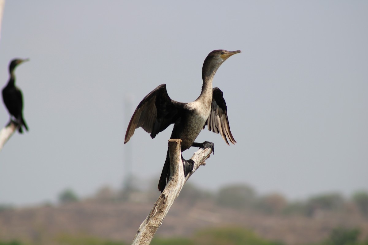 Neotropikal Karabatak - ML646567213