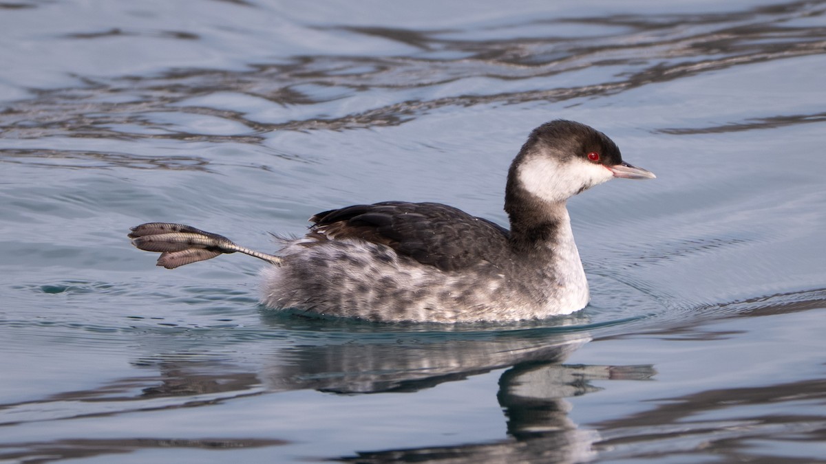 Horned Grebe - ML646567214