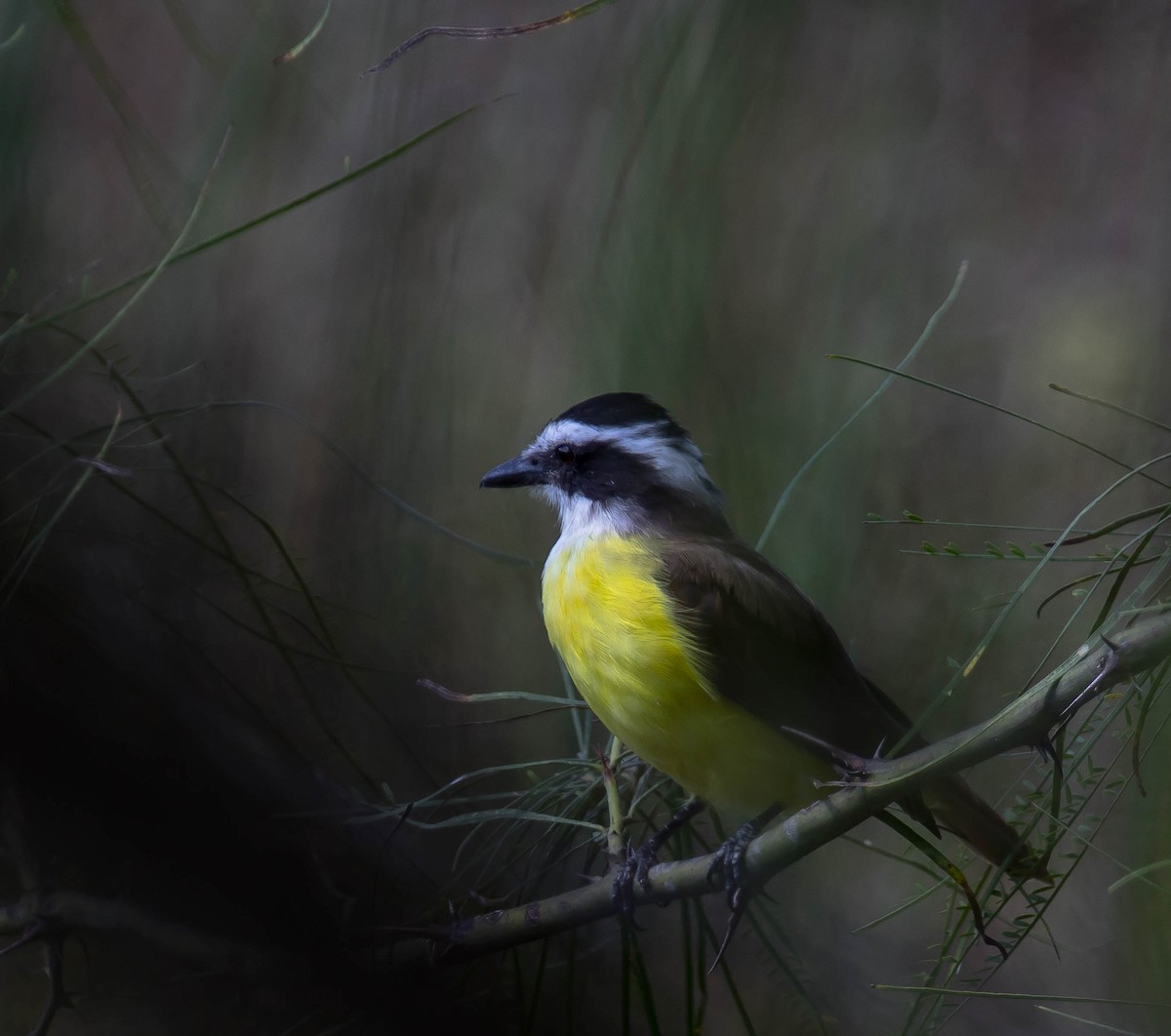 Büyük Kiskadi Tiranı - ML646567217