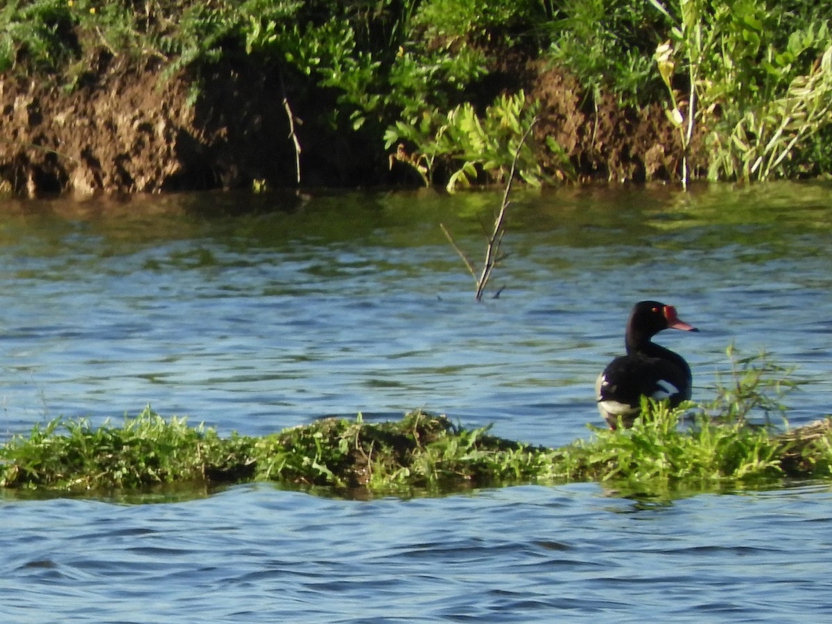 Rosy-billed Pochard - ML646567218