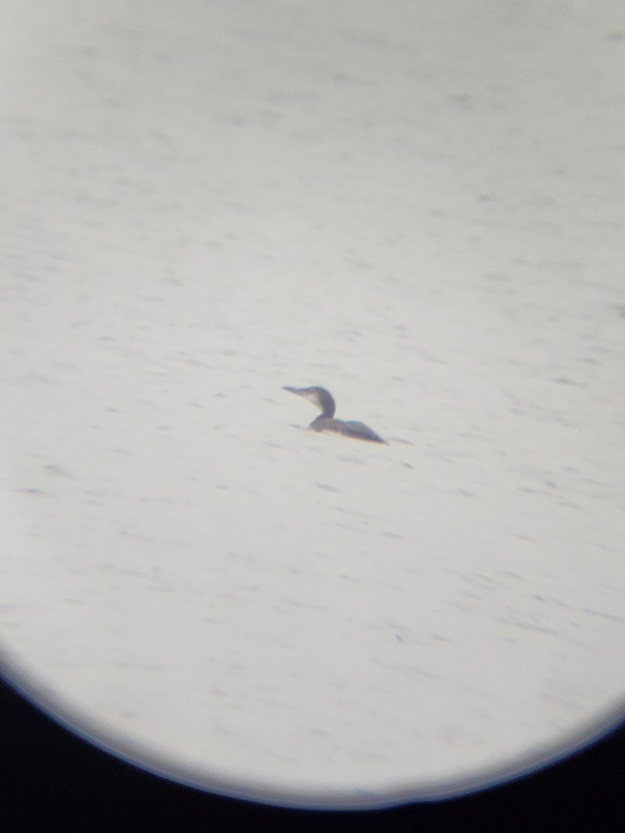 Common Loon - ML646567219