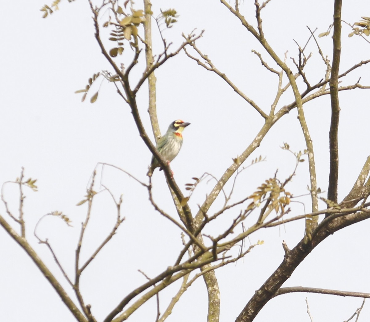 Al Göğüslü Barbet - ML646567220