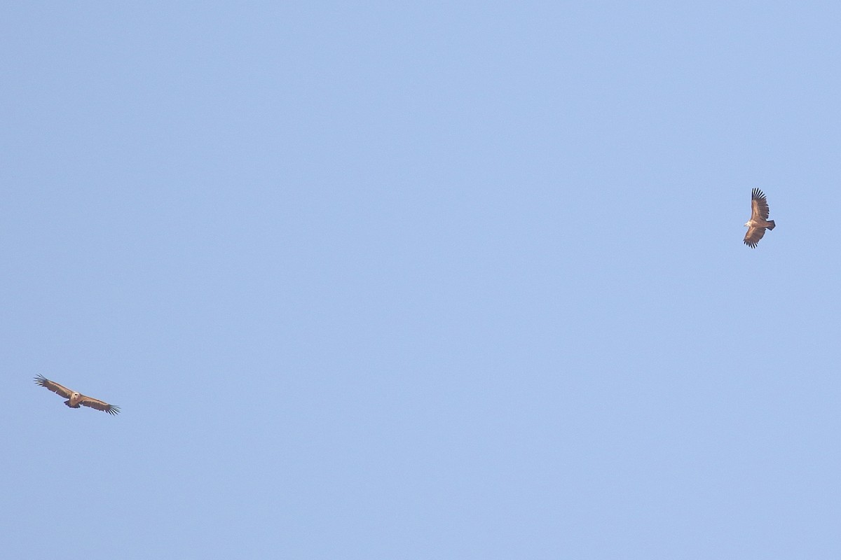 Kızıl Akbaba - ML646567225