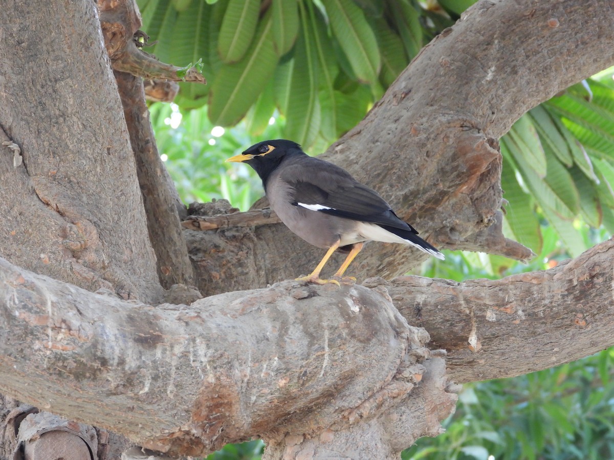 Çiğdeci - ML646567226