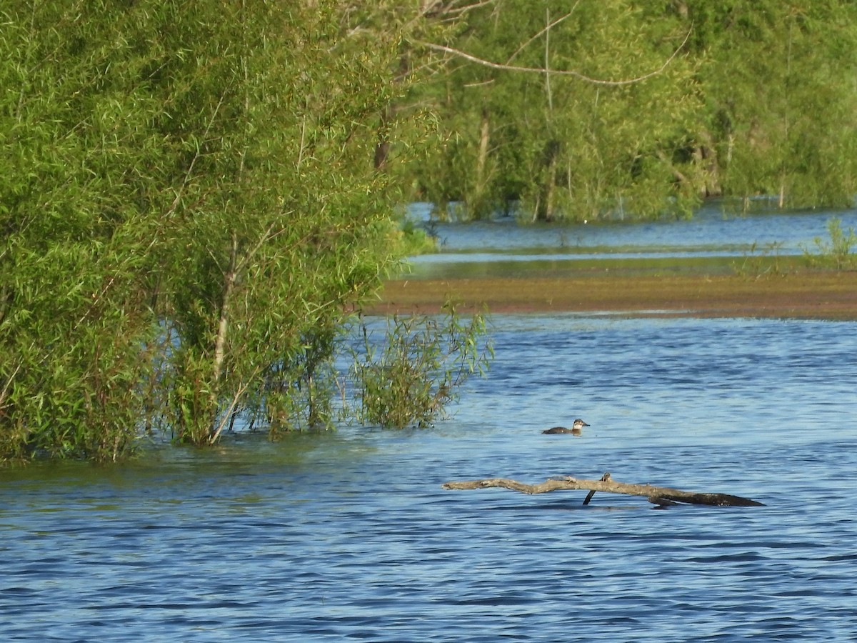 Lake Duck - ML646567227