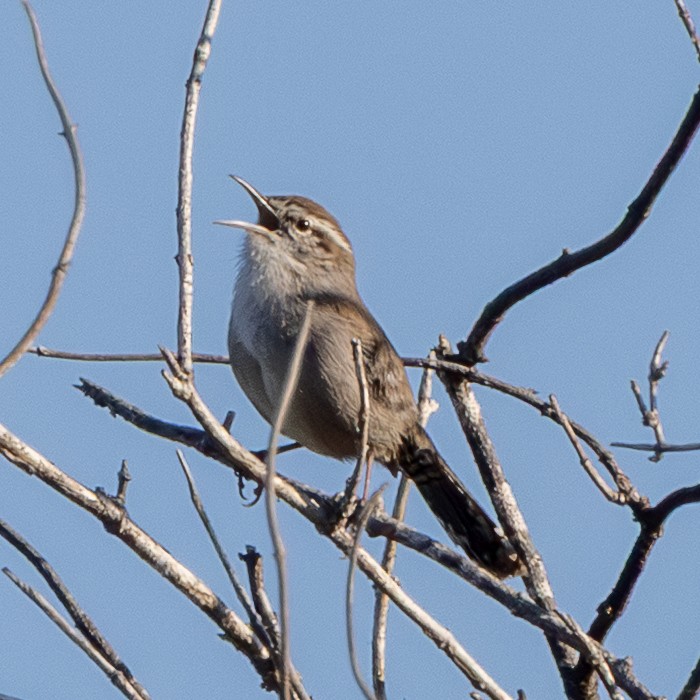Troglodyte de Bewick - ML646567228