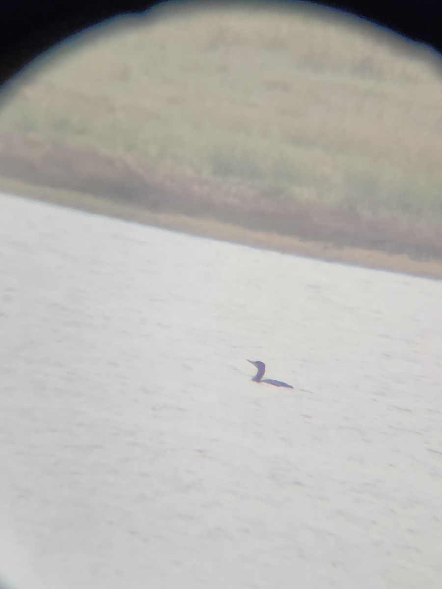 Double-crested Cormorant - ML646567229