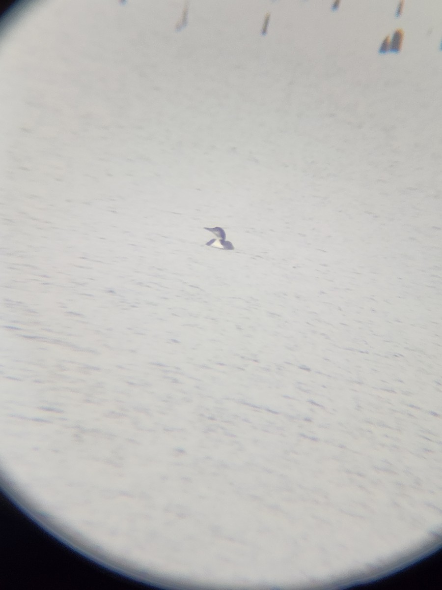 Common Loon - ML646567230