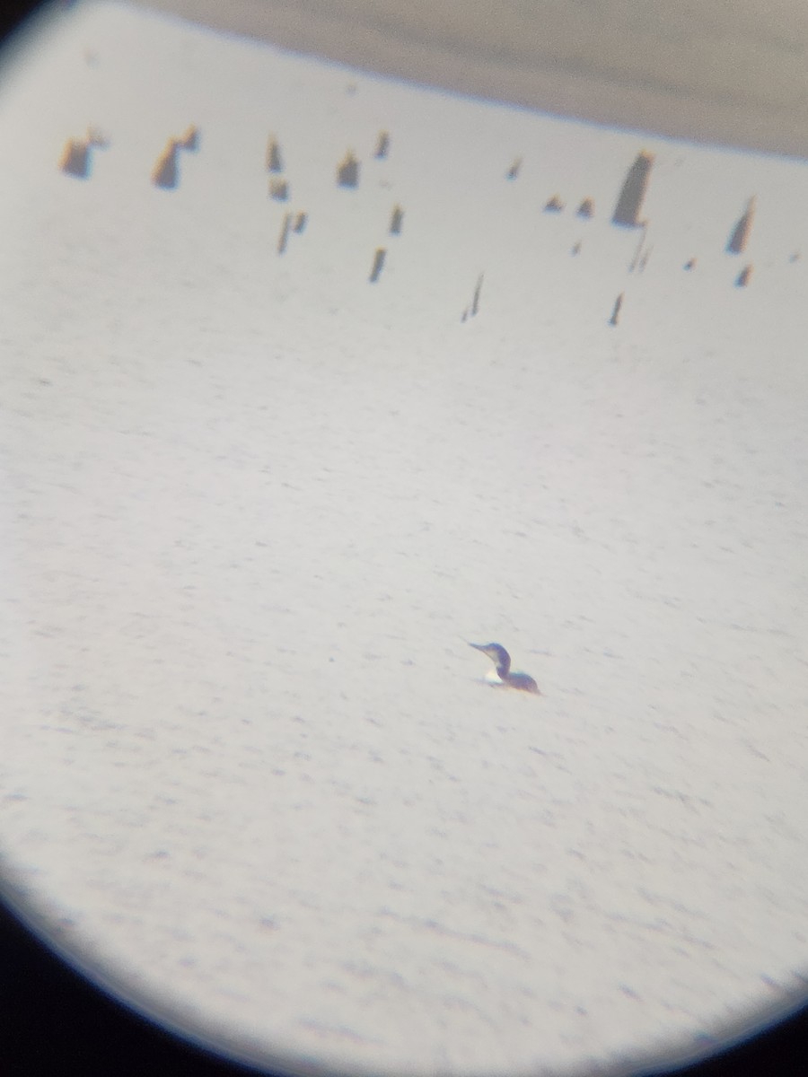 Common Loon - ML646567231