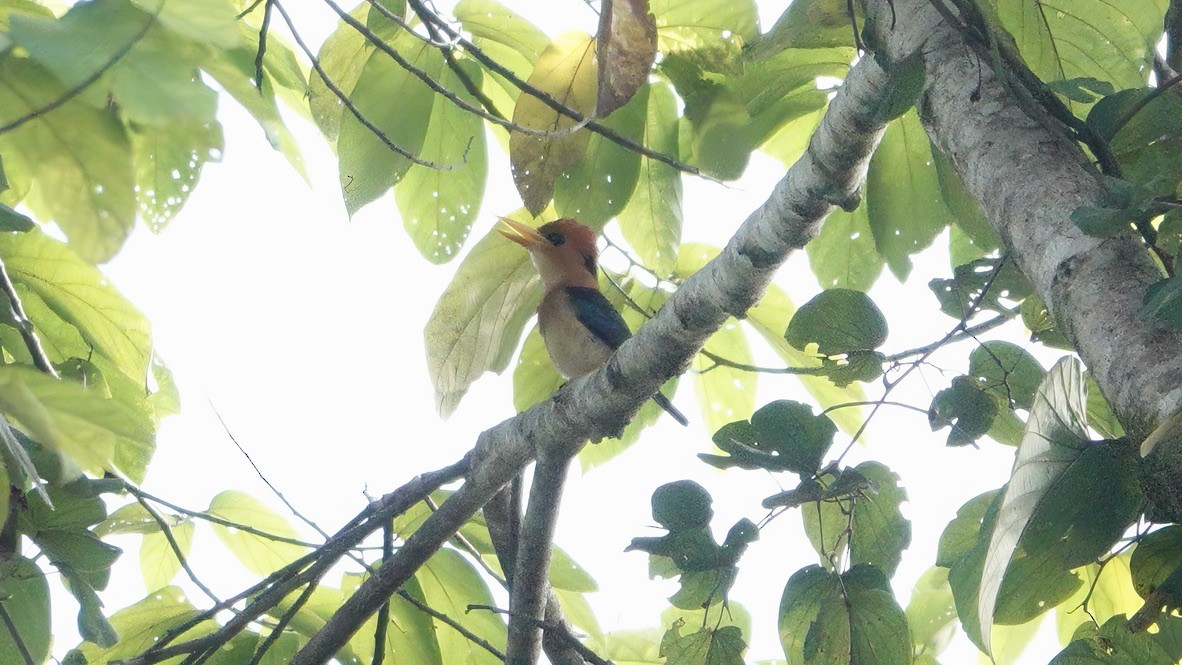 Martin-chasseur torotoro - ML646567237