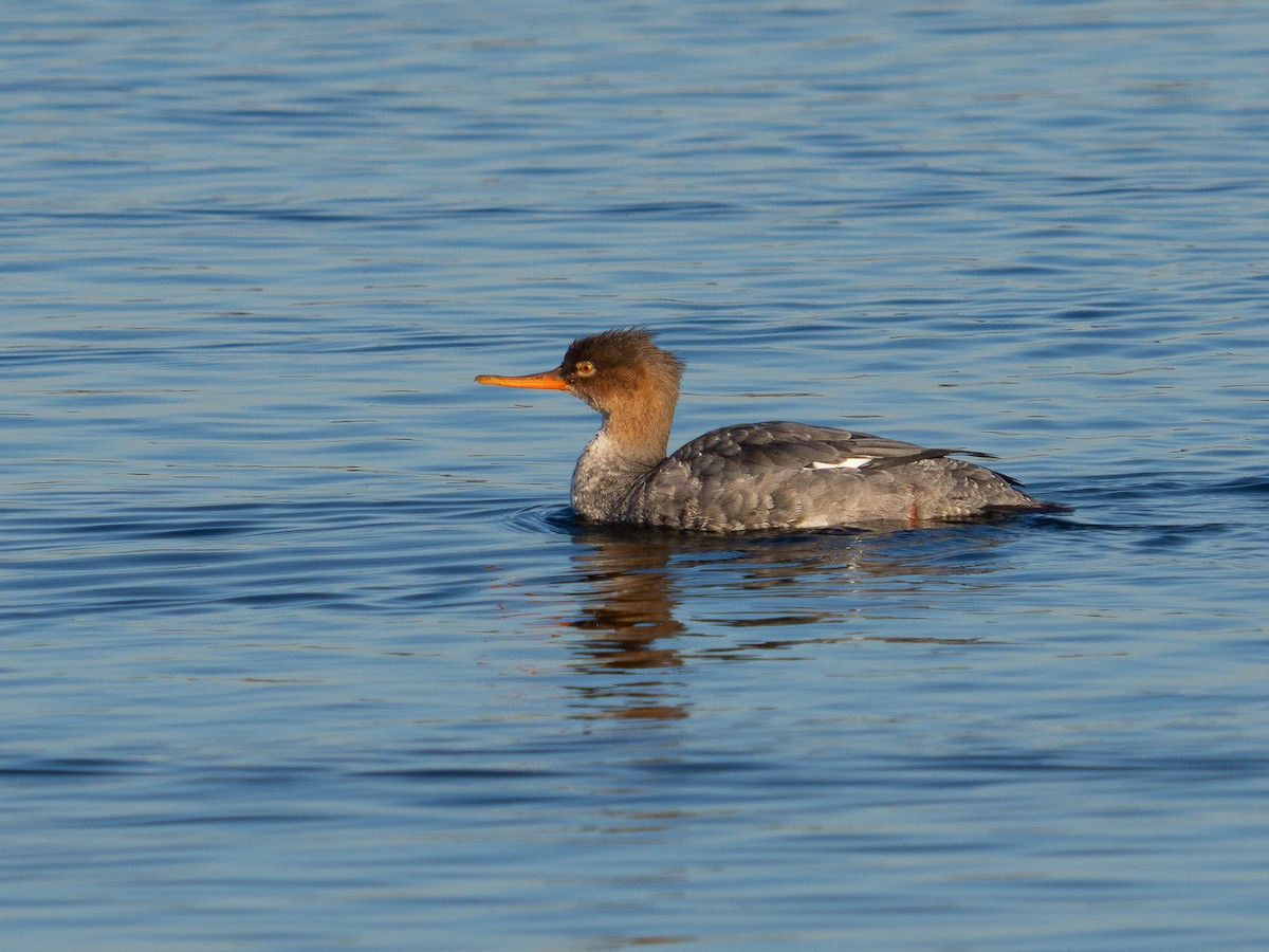 Red-breasted Merganser - ML646567238