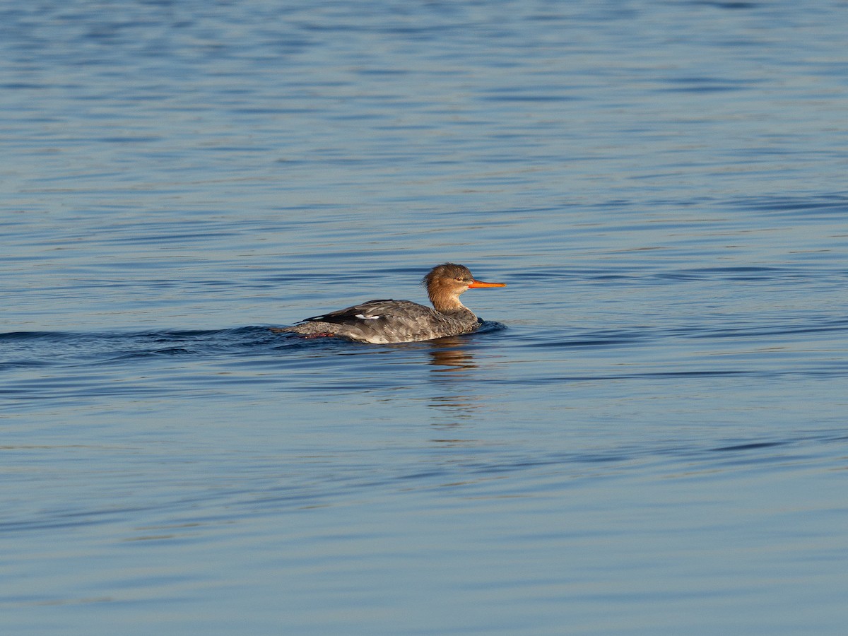Red-breasted Merganser - ML646567239