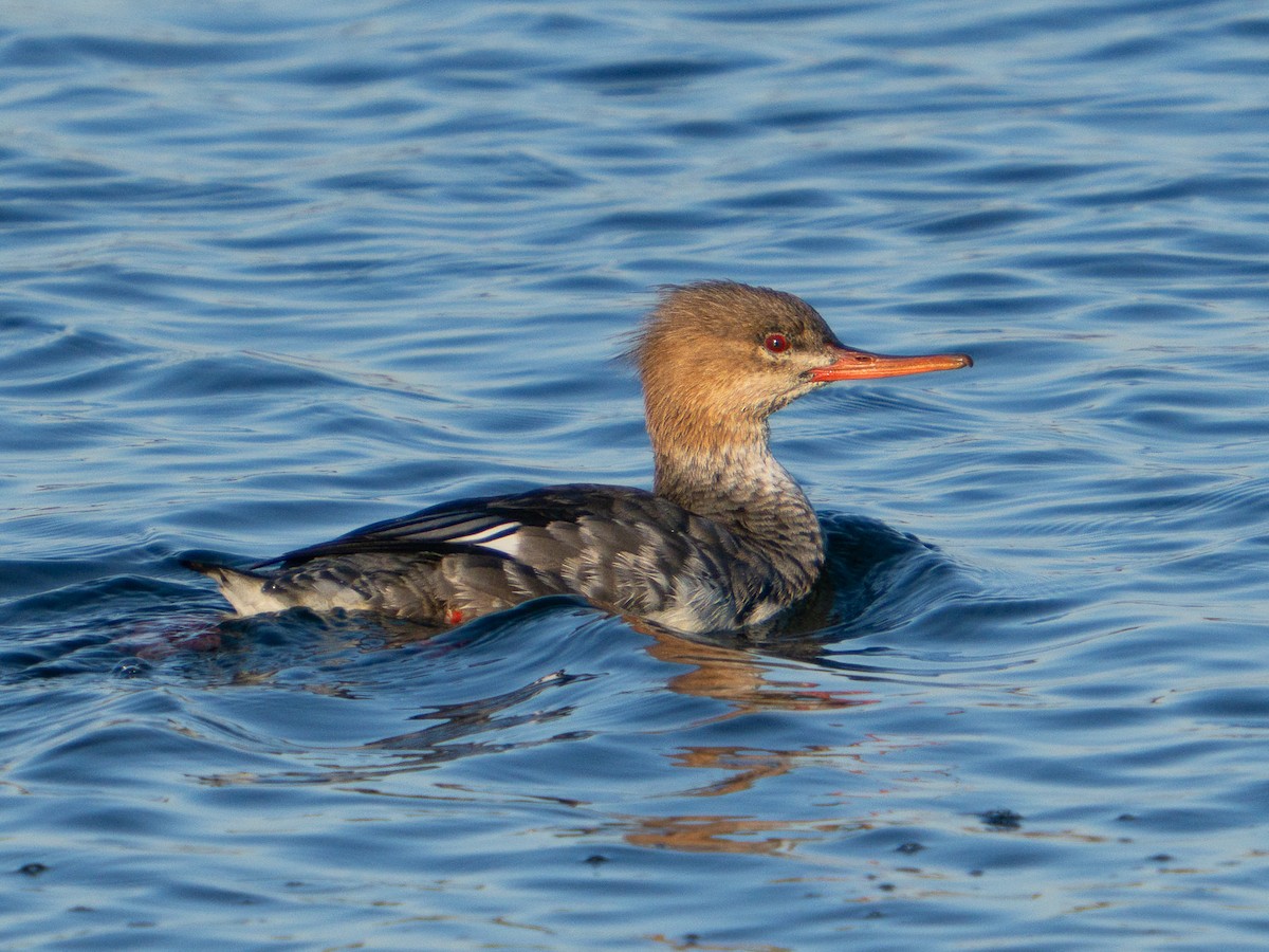 Red-breasted Merganser - ML646567240
