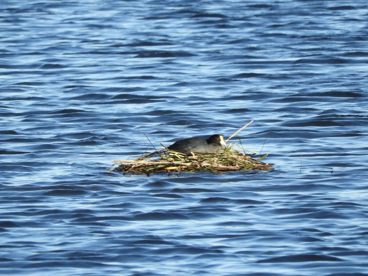 White-winged Coot - ML646567249