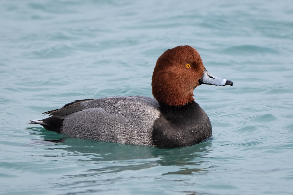 Redhead - ML646567250