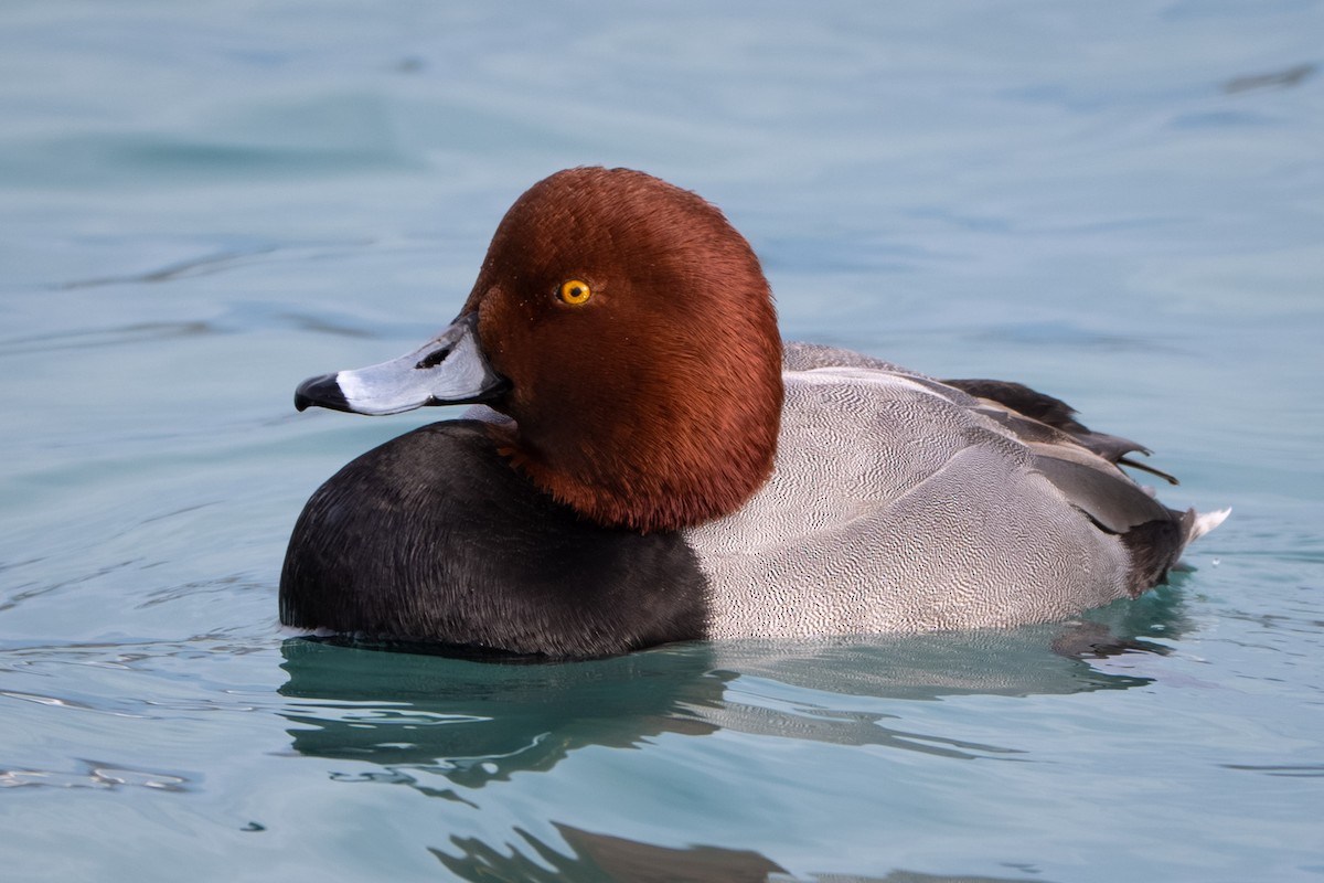 Redhead - ML646567253