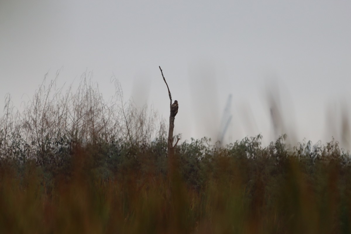 Red-shouldered Hawk - ML646567257