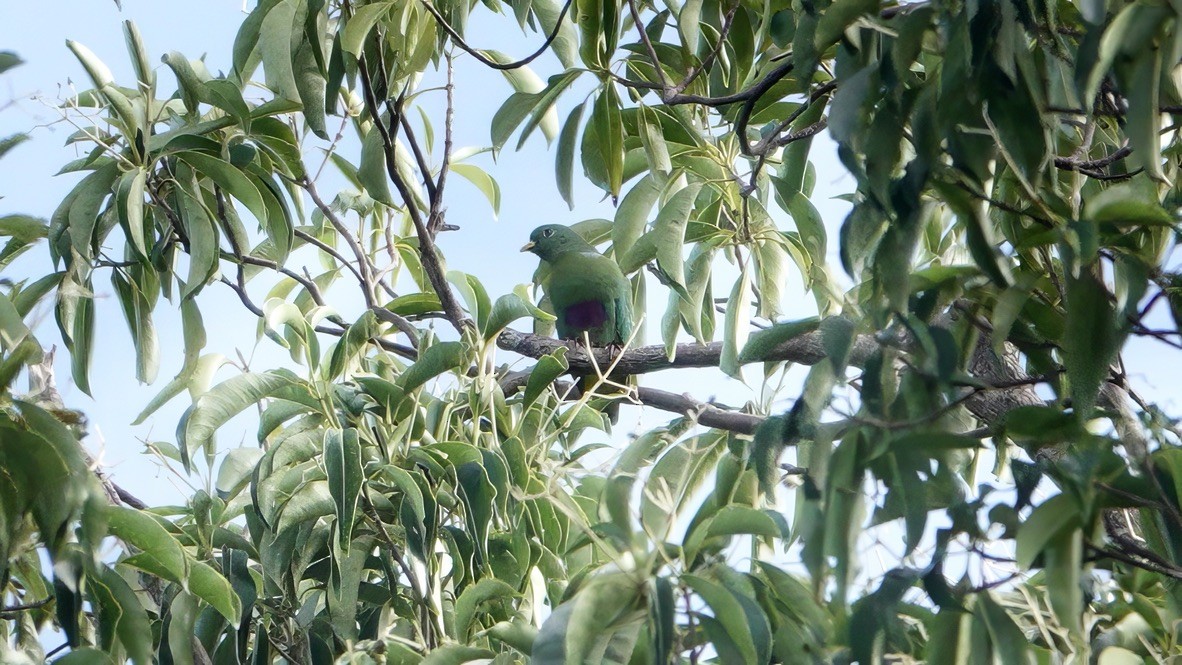 Ptilope nain - ML646567258