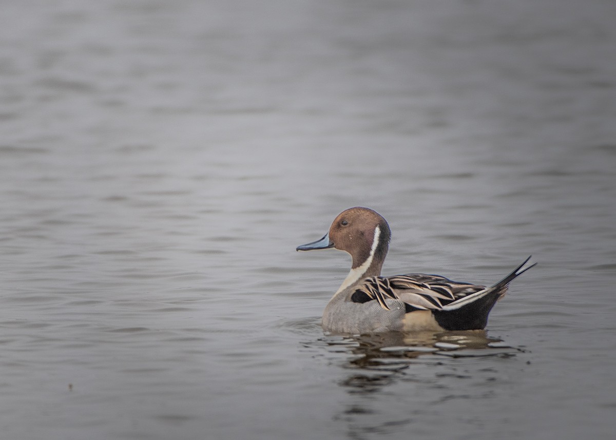 Northern Pintail - ML646567260