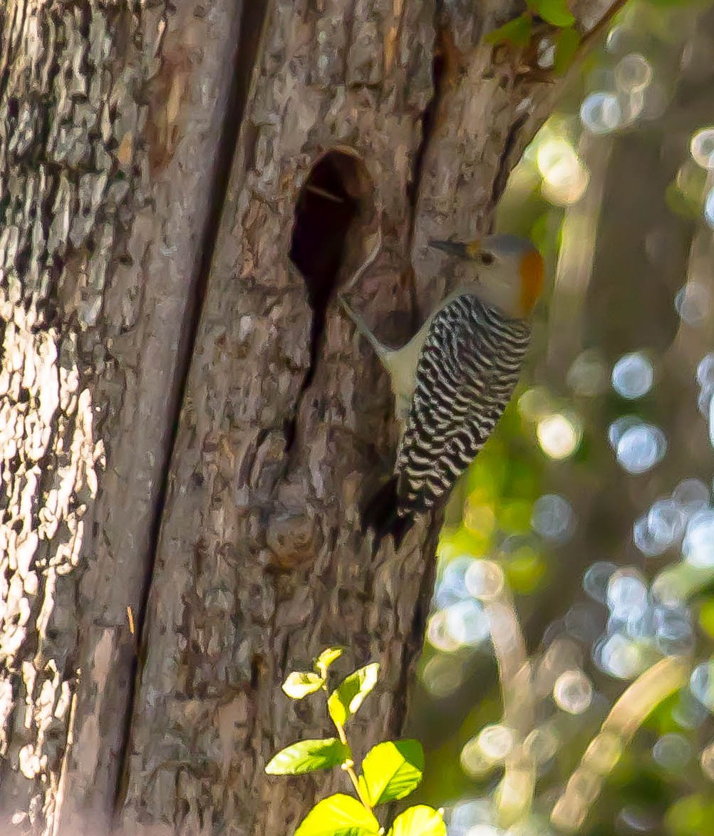 Golden-fronted Woodpecker - ML646567261