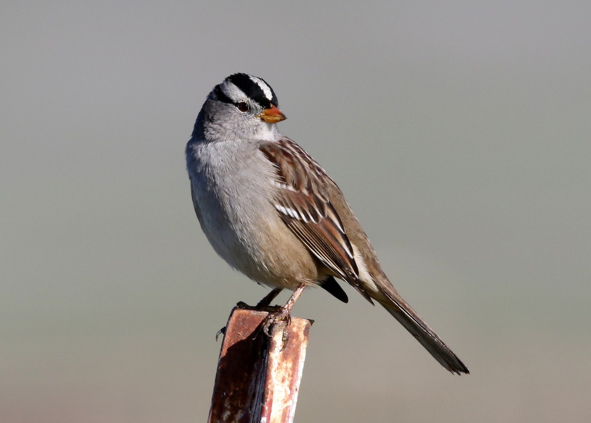 strnadec bělopásý - ML646567263