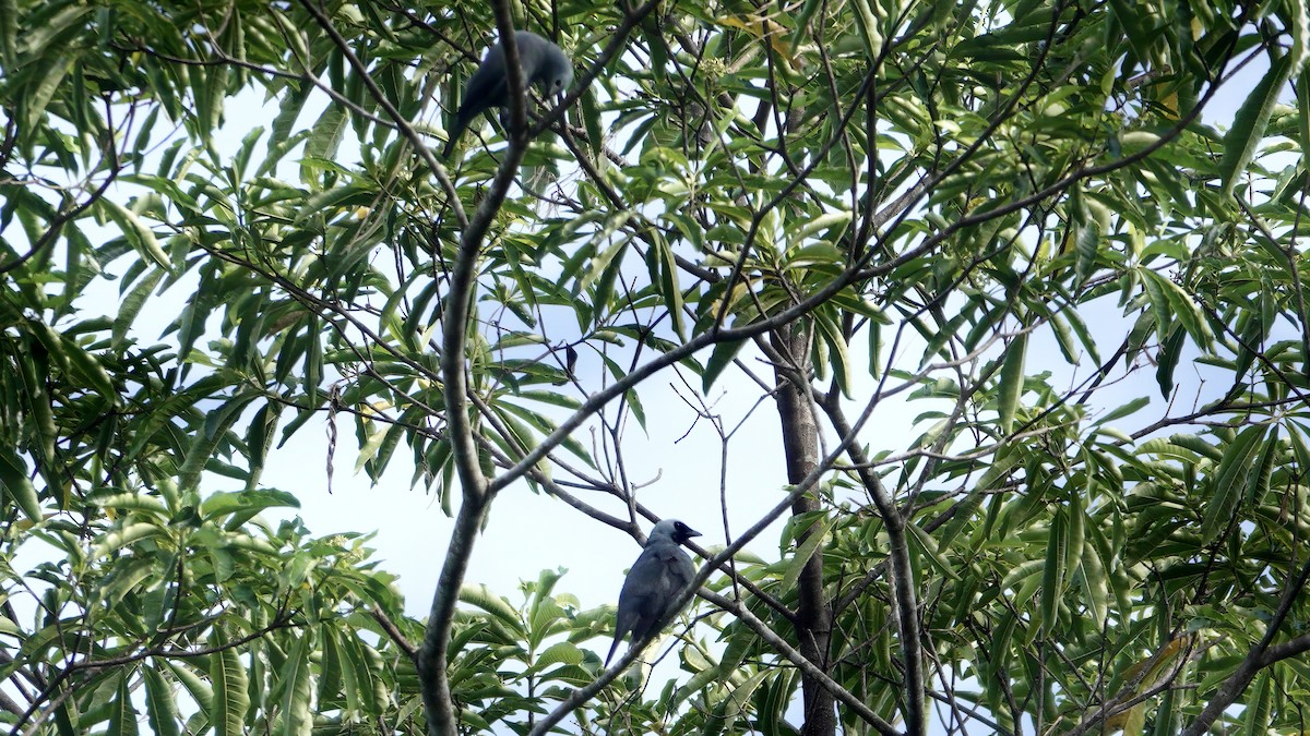 Échenilleur de Boyer - ML646567264