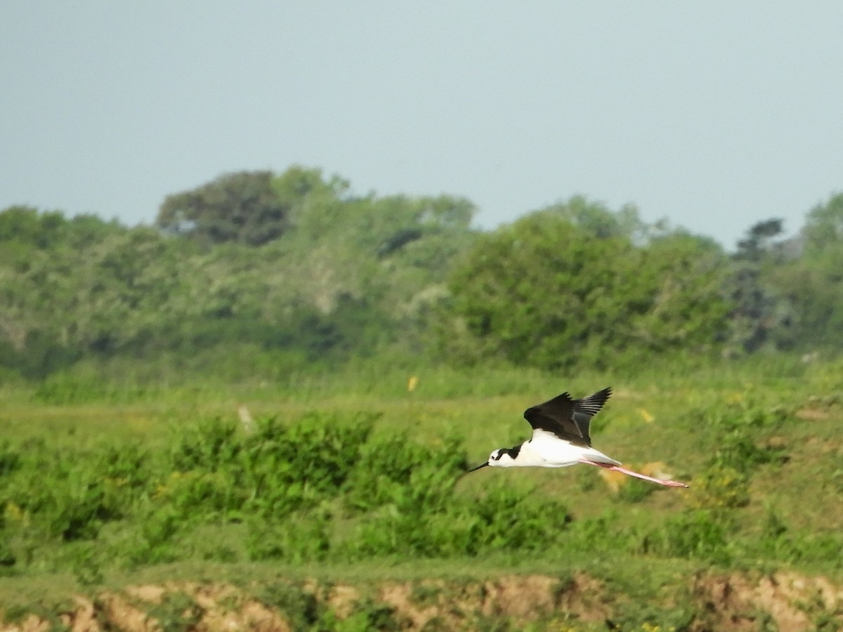 Black-necked Stilt - ML646567265