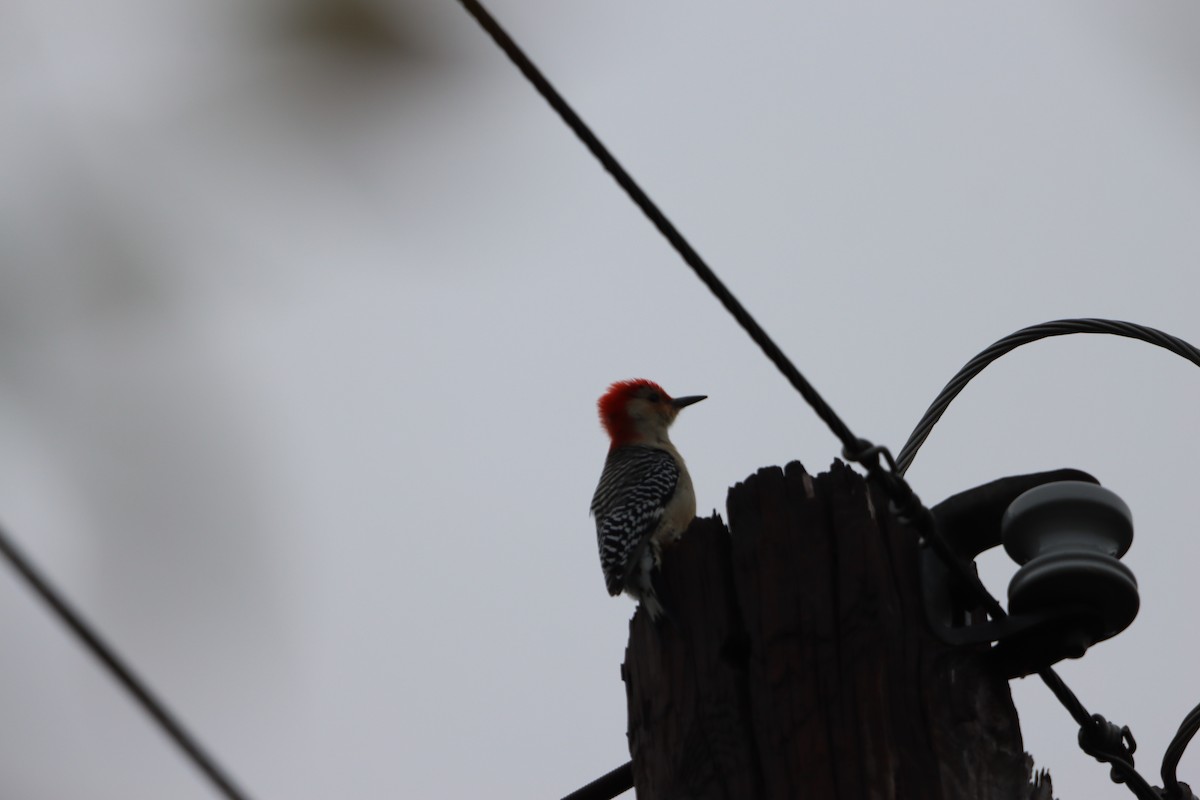 Гіла каролінська - ML646567267