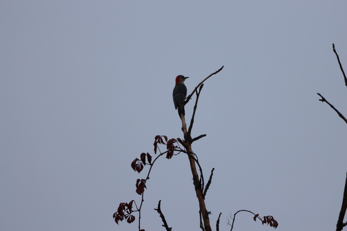 Гіла каролінська - ML646567268